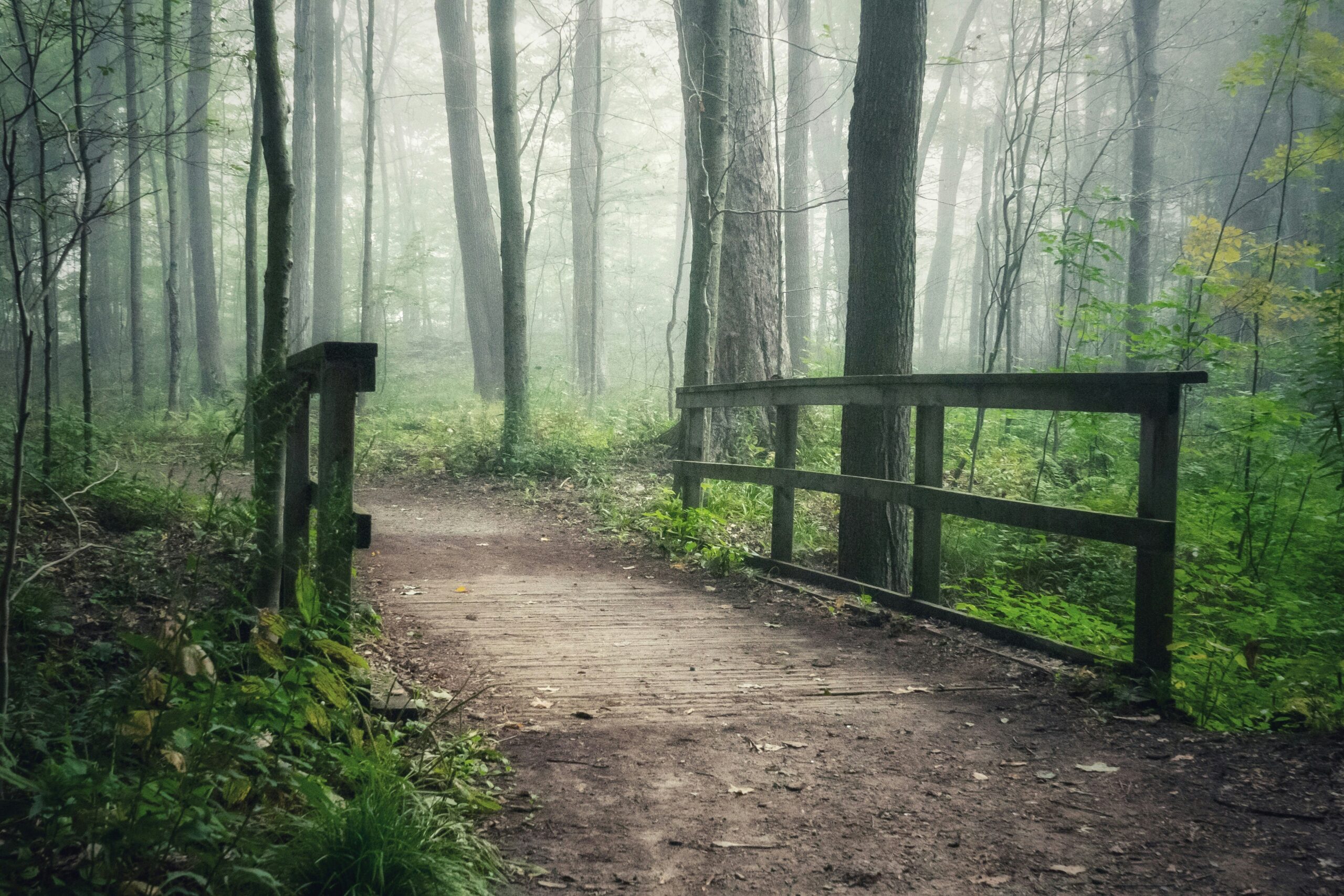 Morning fog surrounding a wooden bridge in a dense forest, symbolizing a path toward community and connection.